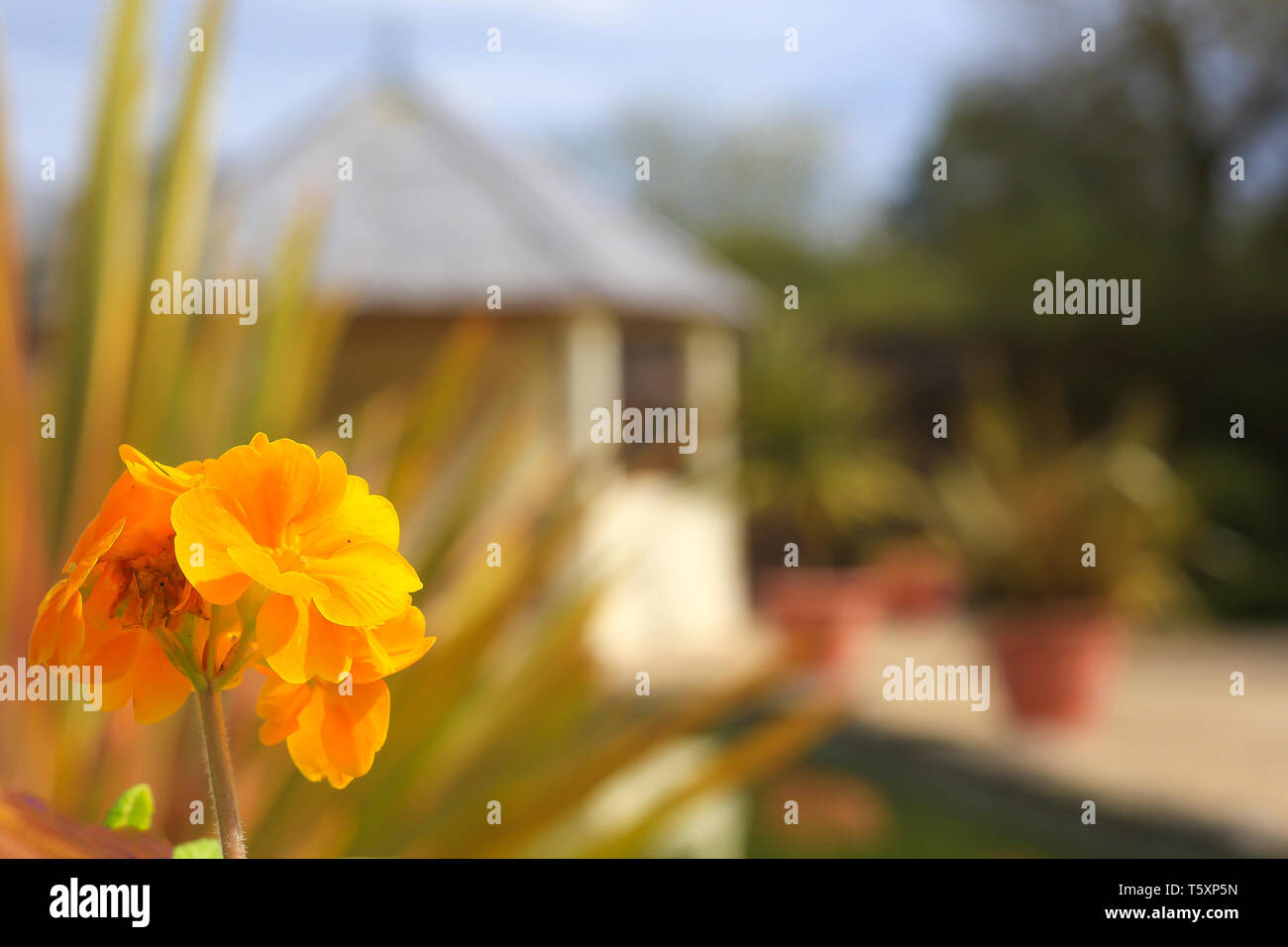 Profiter de l'extérieur sous le soleil de printemps. Se sentir un bon facteur. Profitez de votre retraite dans un magnifique jardin d'été. Banque D'Images