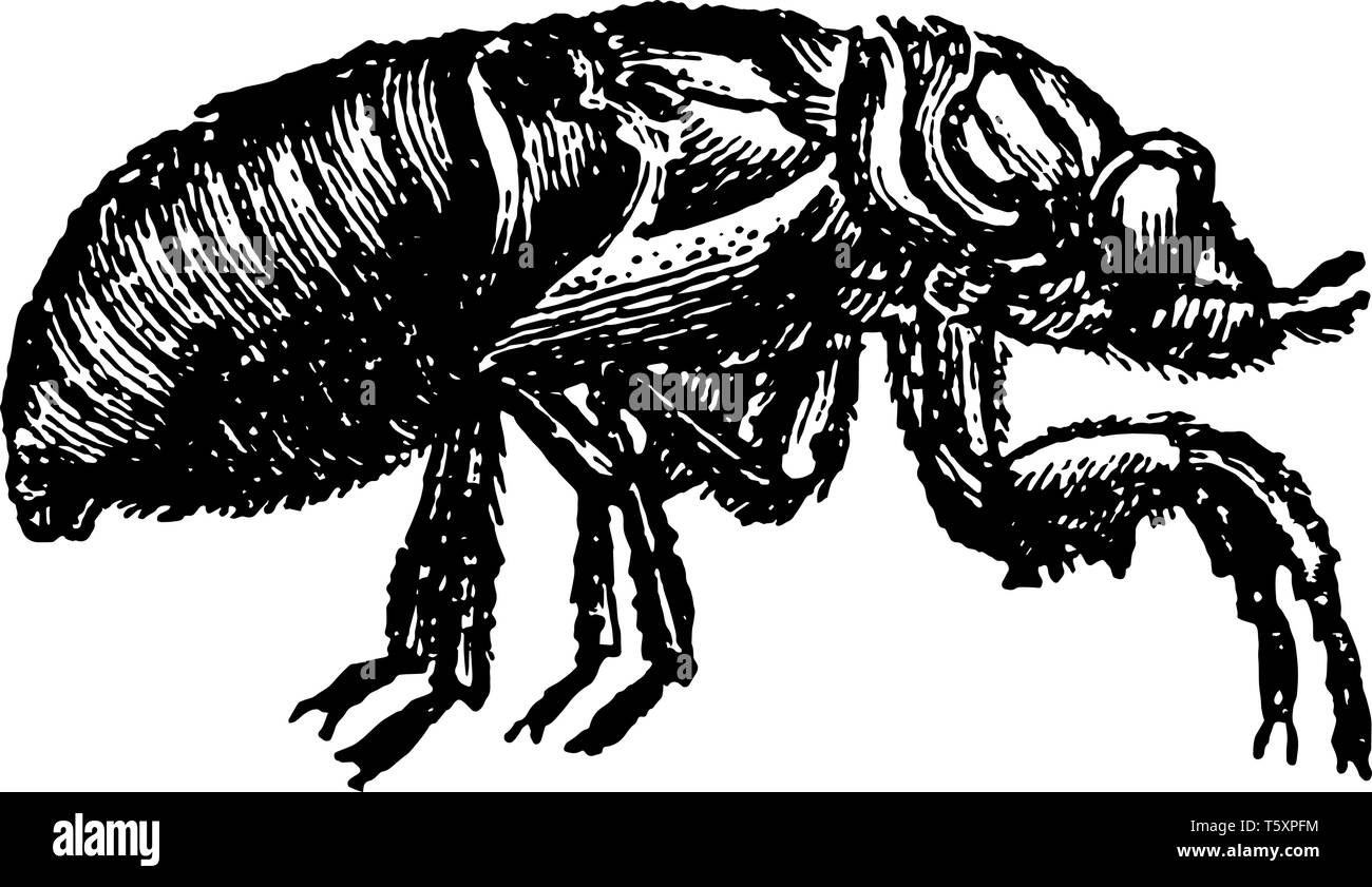 Nymphe de la cigale des insectes dans l'ordre des Hémiptères vintage dessin ou gravure illustration. Illustration de Vecteur