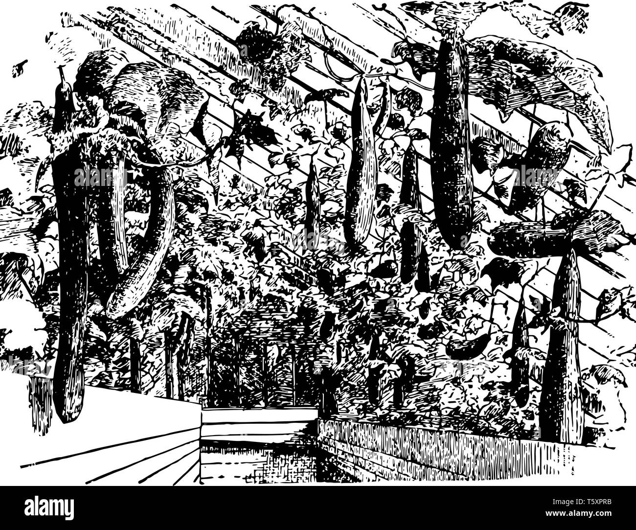 Cette illustration représente Chambre des concombres anglais qui est utilisé pour les plans de dessin Ligne vintage concombres ou gravure illustration. Illustration de Vecteur