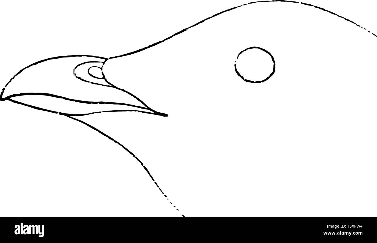 Colombe de la mer Loi où le projet de loi très courte vintage dessin ou gravure illustration. Illustration de Vecteur