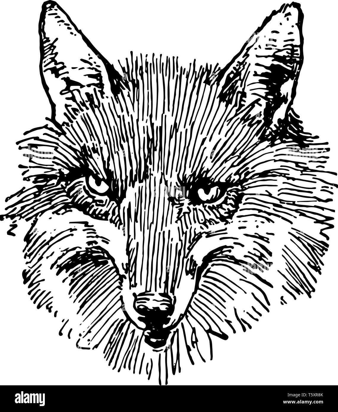 Visage de Fox, vintage dessin ou gravure illustration Illustration de Vecteur
