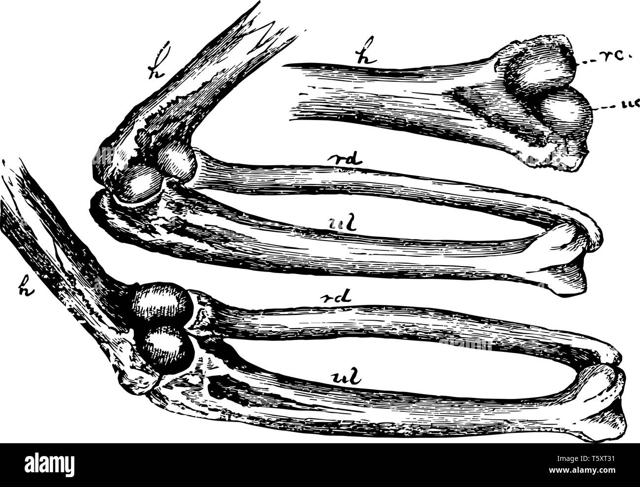 Cette image représente le mécanisme de l'articulation du coude, vintage dessin ou gravure illustration. Illustration de Vecteur