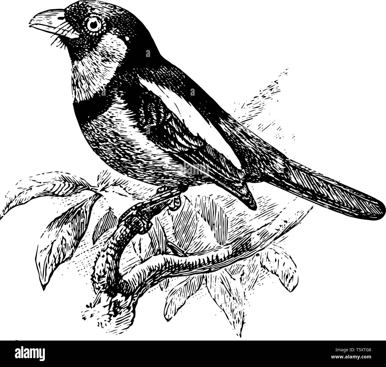 Broadbill noir et rouge est un oiseau de la famille Eurylaimidae vintage, dessin ou gravure illustration. Illustration de Vecteur