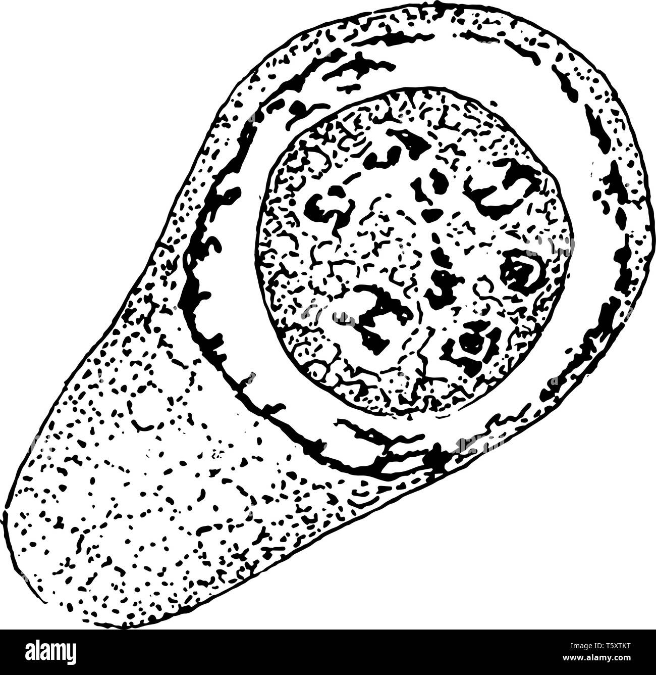 Une illustration de la croissance d'une spore Cyclospora cayetanensis dans le noyau, ou de dessin Ligne vintage illustration gravure. Illustration de Vecteur