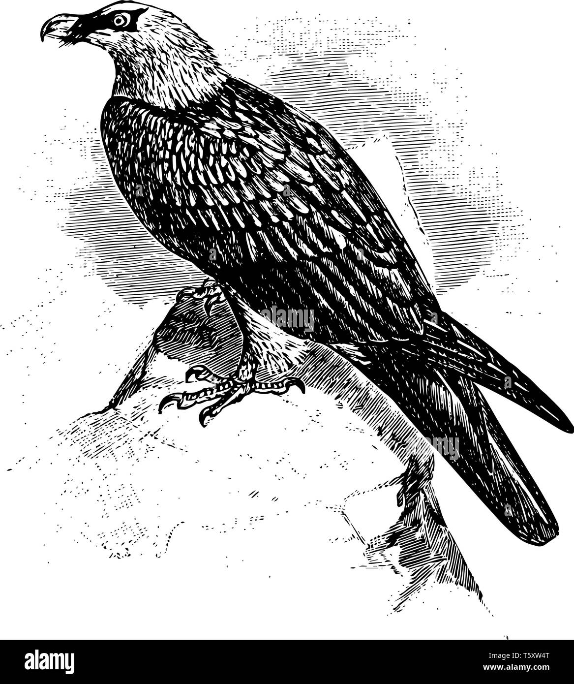 Gypaète barbu est un grand oiseau de la Famille des Accipitridae d'oiseaux de proie, vintage dessin ou gravure illustration. Illustration de Vecteur