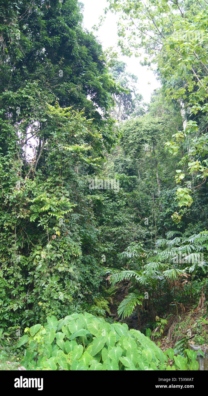 KEDAH, Langkawi, Malaisie - 09 avr 2015 : spectaculaire paysage de la jungle Banque D'Images