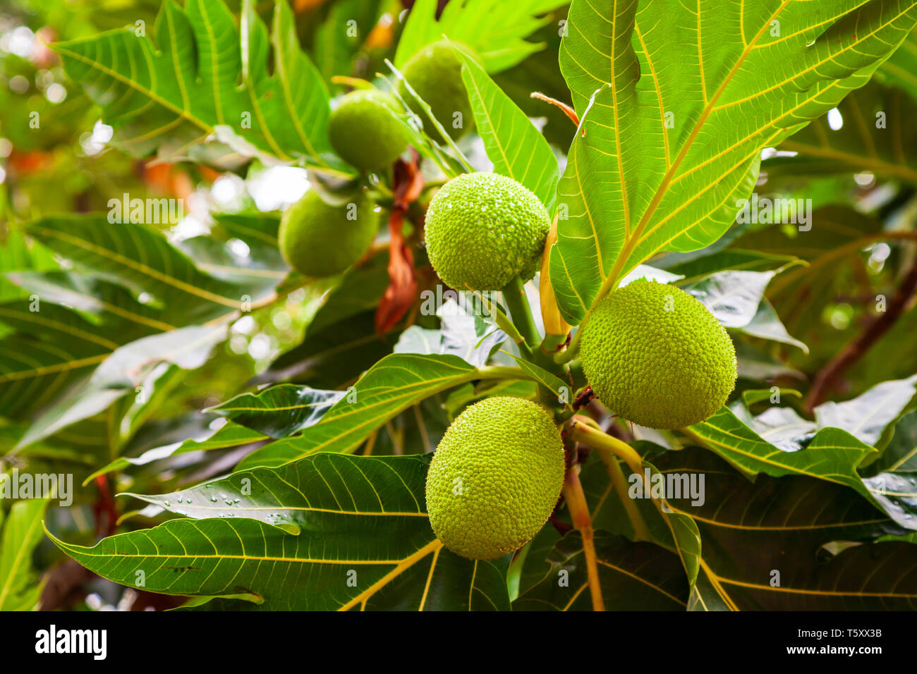 Big et les fruits mûrs sur l'arbre à pain en Asie Banque D'Images