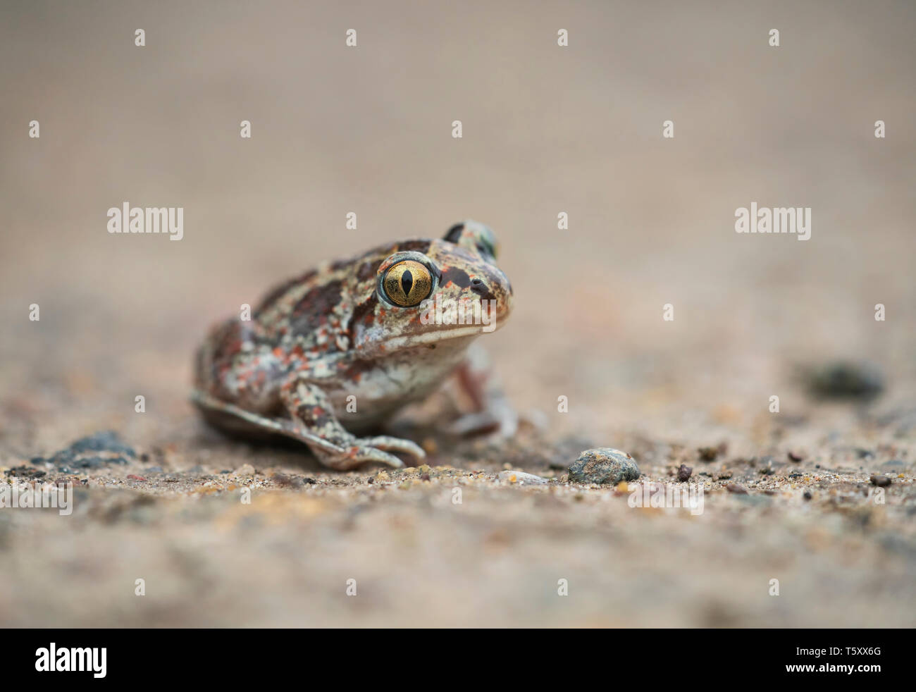 Crapaud commun, Pelobates fuscus,en direction de étang d'élevage, la Bulgarie au printemps. Banque D'Images