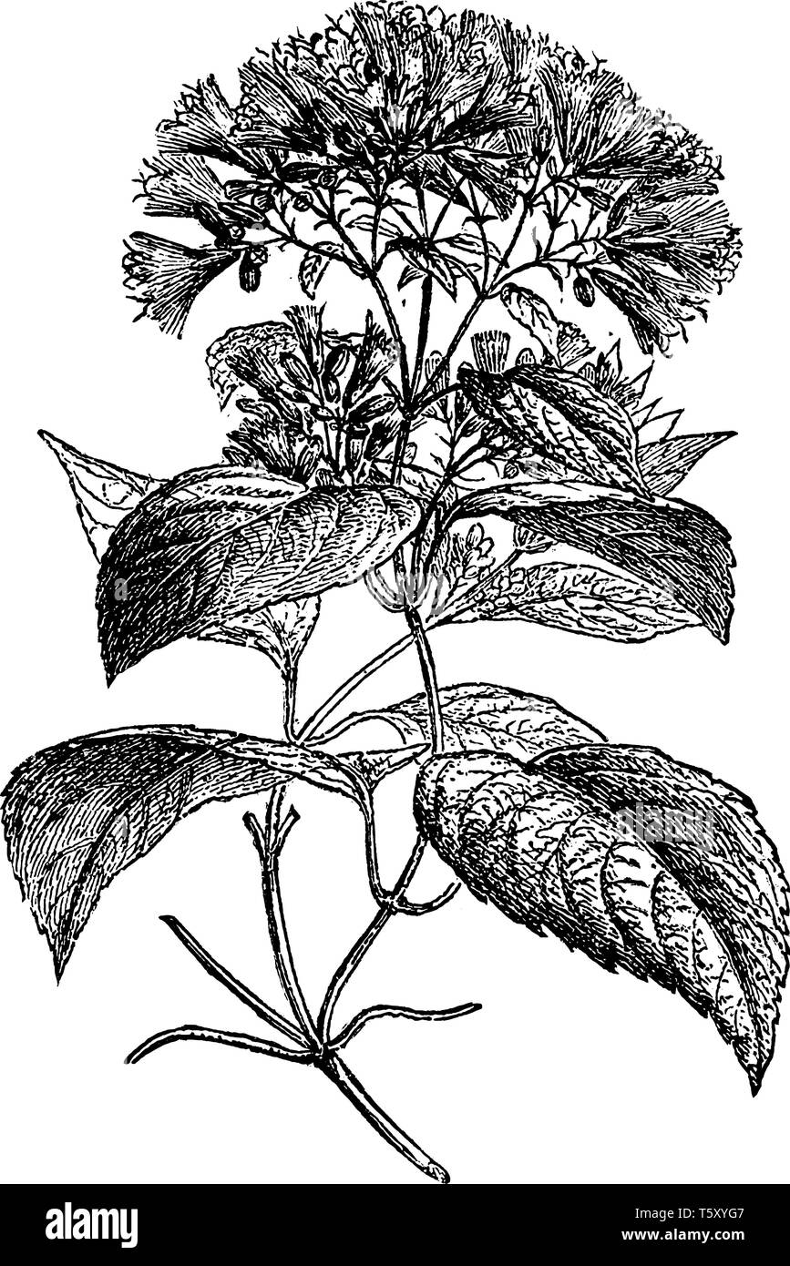 Succursale de Guaco Plante. Les feuilles de la bush Quaco également odeur épicée quand ils sont écrasés alors que les fleurs possèdent un vanille-f Illustration de Vecteur