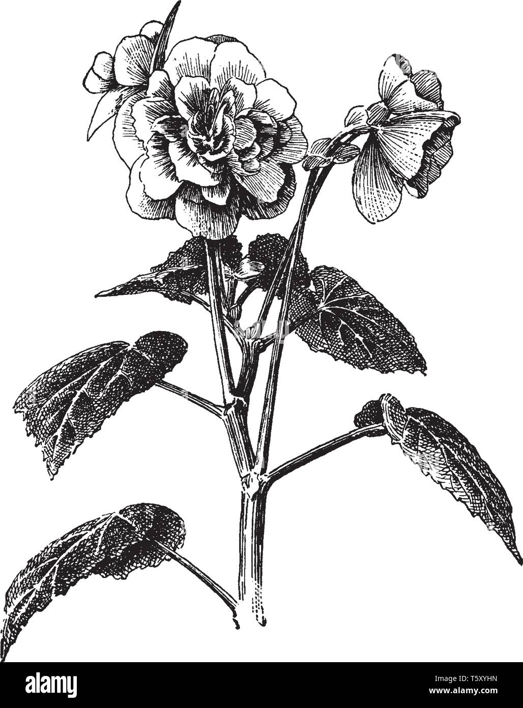Begonia tuberhybrida est le plus cultivé de fleurs type. La tige florale est épais et de hauteur et fait feuilles ovales sont grande et longue, la ligne vintage Illustration de Vecteur