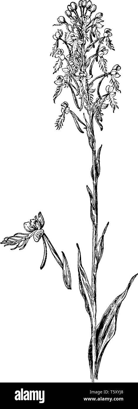 Frangée jaune est une herbacée vivace qui fleurit de fin juin à septembre. Les fleurs sont voyantes, avec des fleurs jaune à orange que ha Illustration de Vecteur