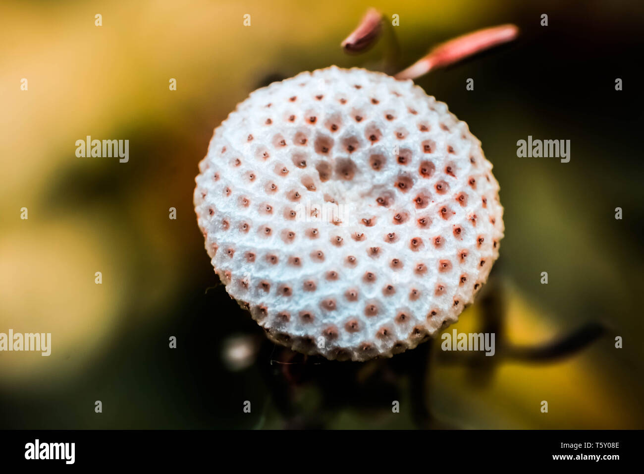 Macro photographie d'une graine de pissenlit-moins. Banque D'Images