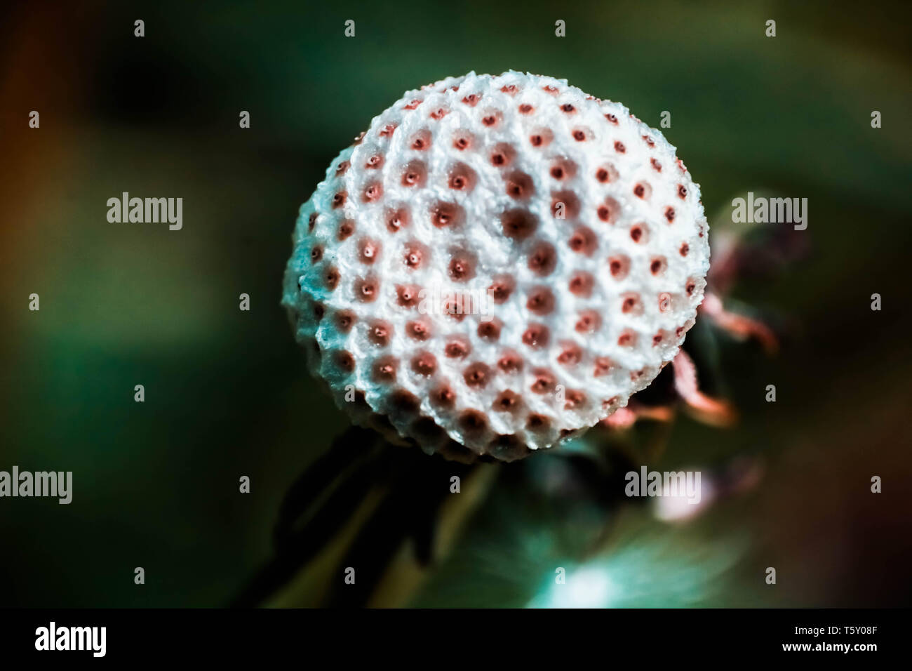 Macro photographie d'une graine de pissenlit-moins. Banque D'Images