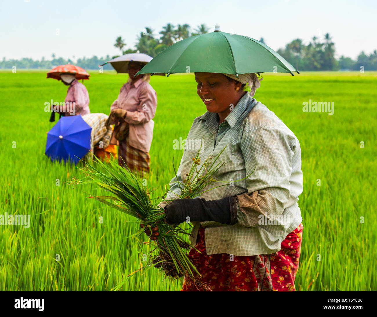 ALAPPUZHA, INDE - Le 19 mars 2012 : les agriculteurs non identifiés travaillant dans le champ de riz de beauté en Asie Banque D'Images