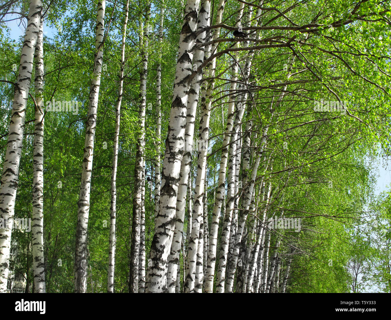 Belles feuilles vert frais de bouleau Banque D'Images