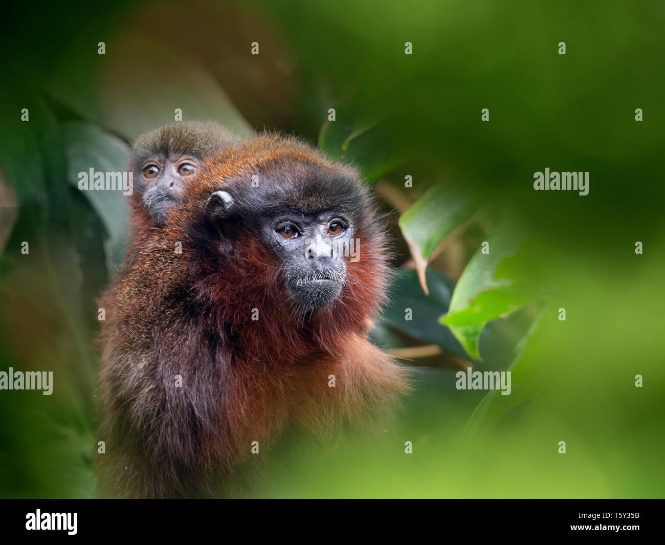 Singe titi copéry Callicebus cupreus Banque D'Images
