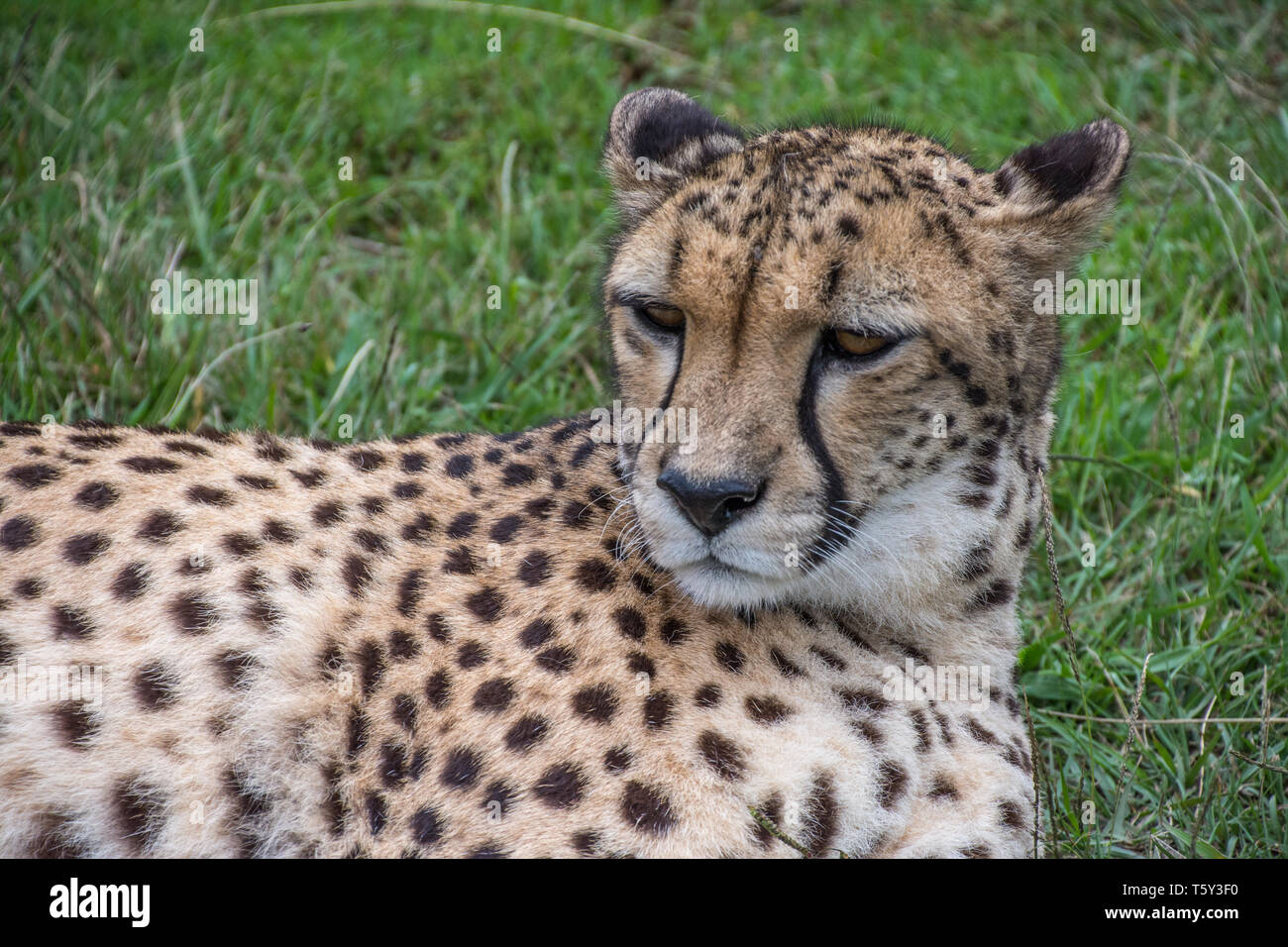 Le Guépard (Acinonyx jubatus), Tenikwa Wildlife Rehabilitation Centre, Plettenberg Bay, Afrique du Sud. Banque D'Images