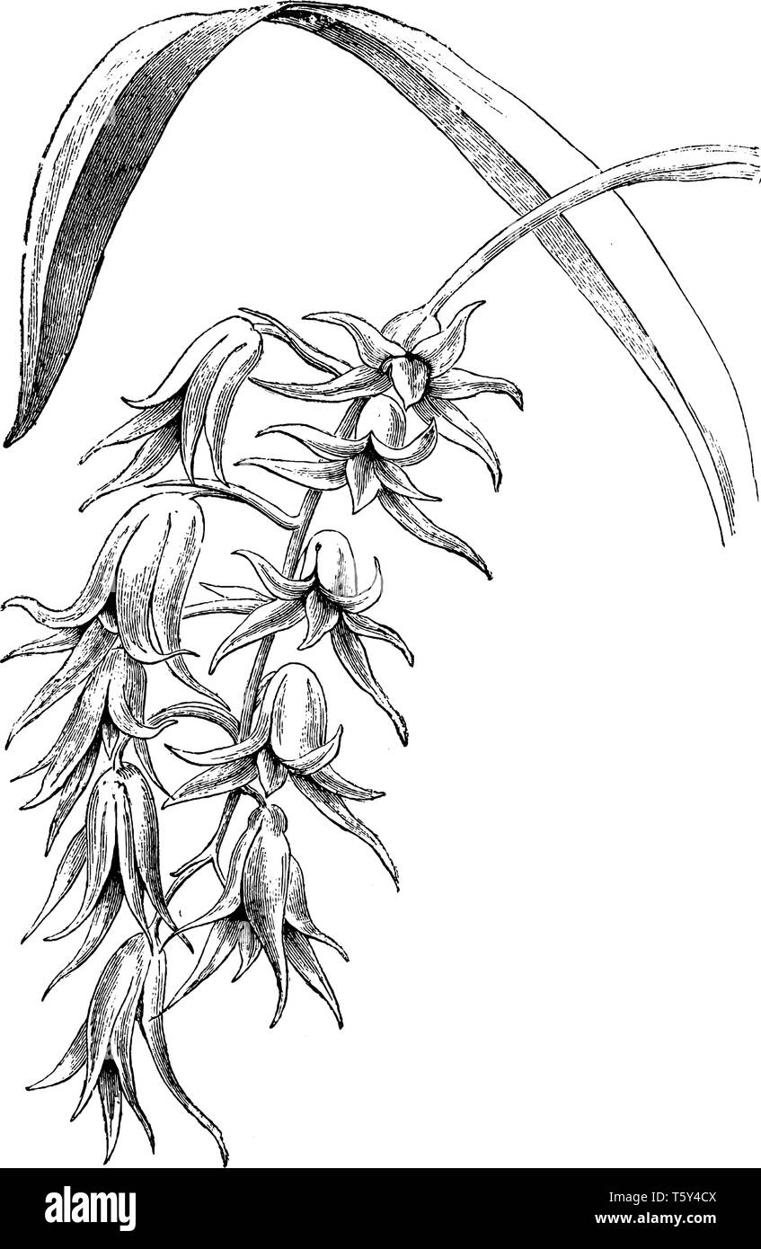 Une photo est Ada Aurantiaca Orchid. Les feuilles lancéolées sont distiques avec une longueur de 20 cm. La couleur des fleurs peut varier du blanc au verdâtre et Illustration de Vecteur