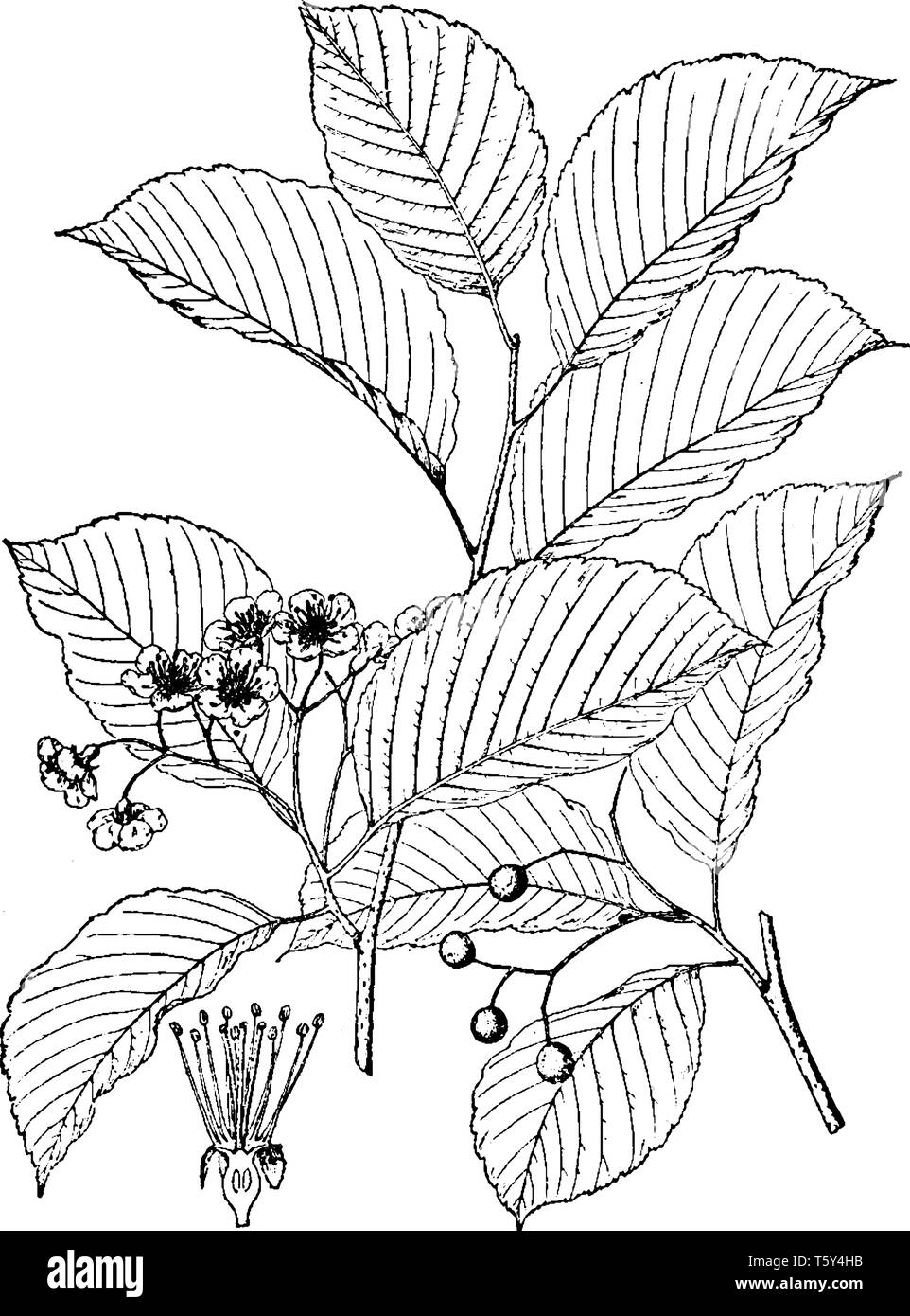 Cette photo montre un Sorbus alnifolia. Les fruits sont petits et arrondis. Les feuilles sont de forme ovale et mince. Les fleurs sont très petites, vintage l Illustration de Vecteur