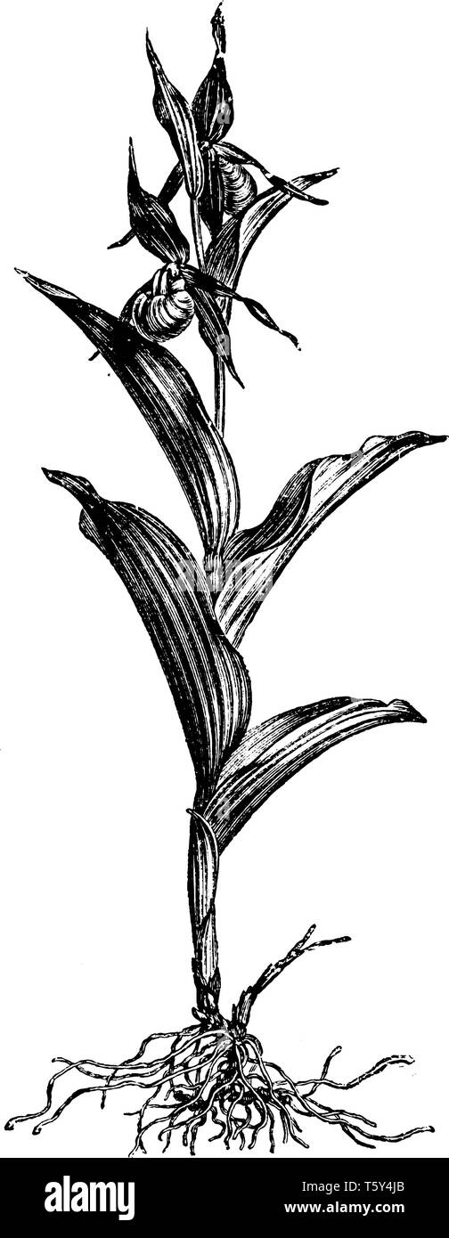 Cypripedium calceolus est une lady's-slipper orchid, et l'espèce type du genre Cypripedium. C'est que l'on trouve généralement dans les forêts humides sur calca Illustration de Vecteur