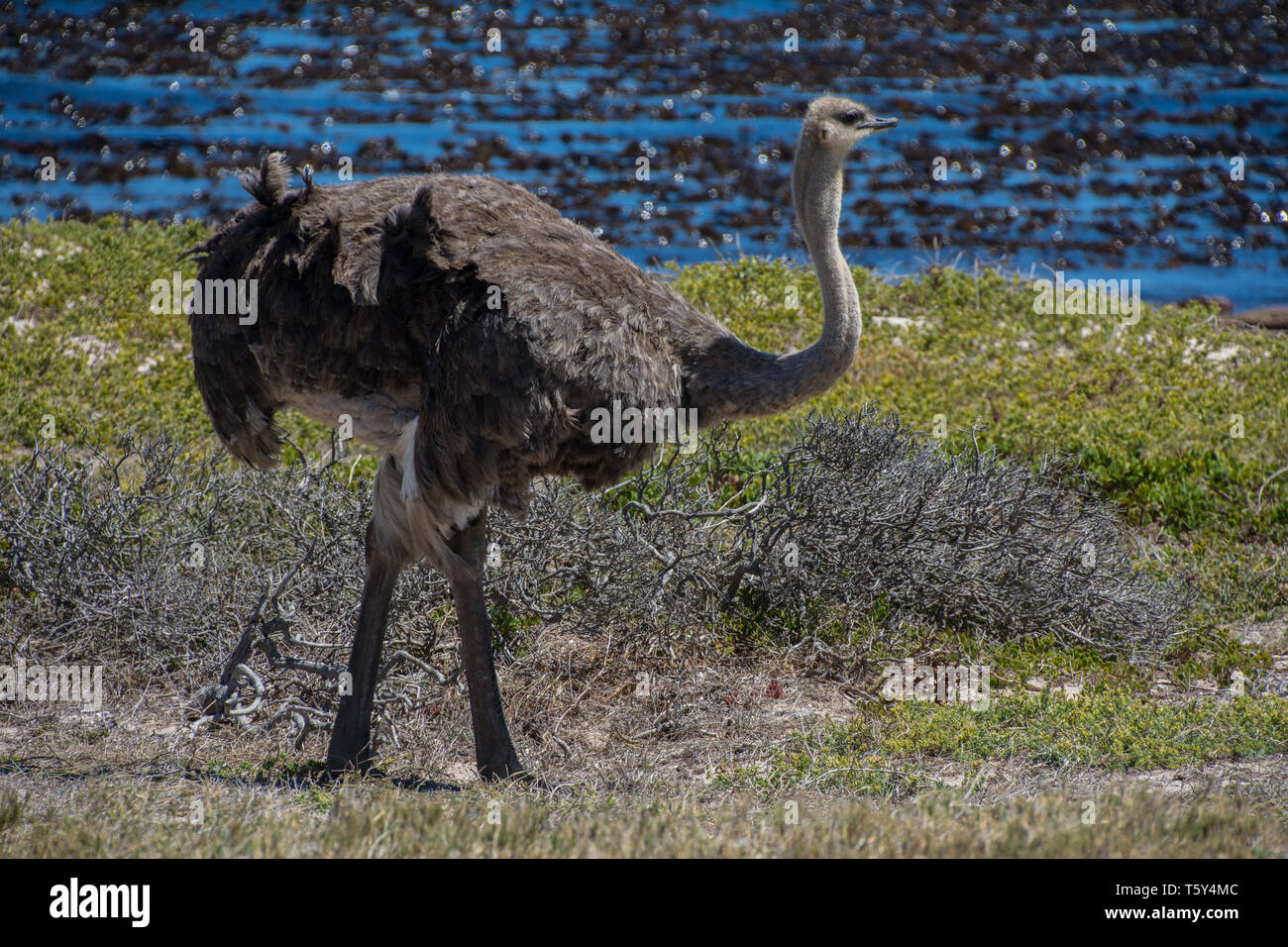 Une autruche d'Afrique du Sud (Struthio camelus australis), exécute près de sauvages du Cap de Bonne-Espérance, Afrique du Sud. Banque D'Images