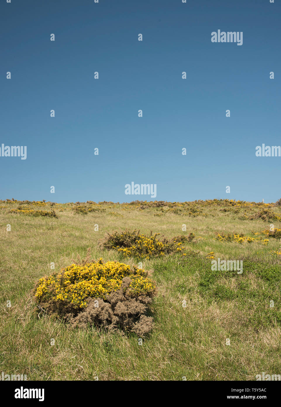 L'ajonc sauvage jaune en pleine floraison de plus en plus sur la colline, dans la campagne anglaise England UK Banque D'Images