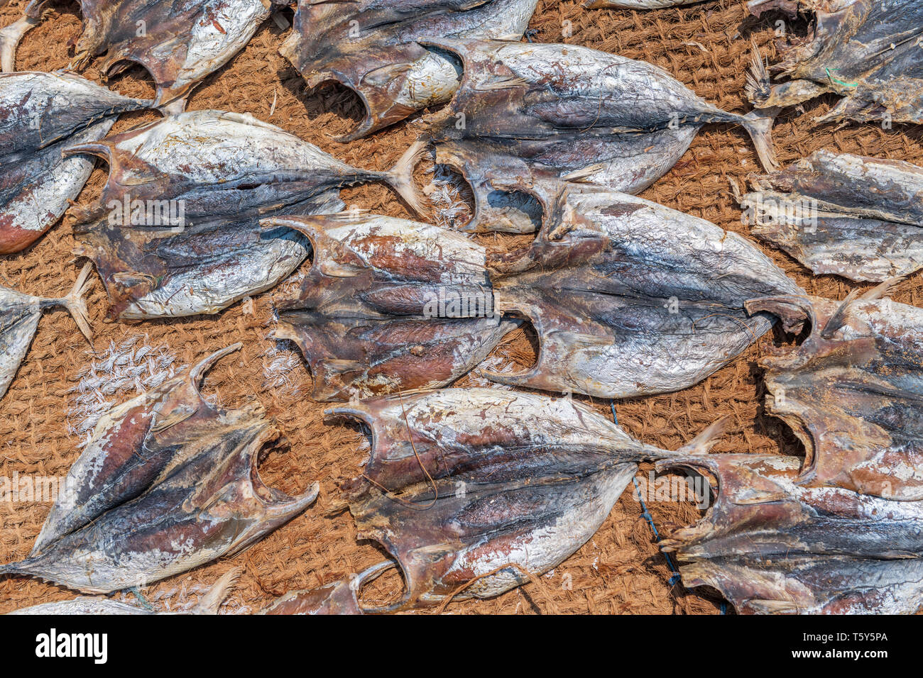 Dans la chaleur de l'après-midi, le poisson est mis à sécher au soleil sur des nattes de coco, prêtes pour le marché de Negombo beach à l'ouest de Sri Lanka. Banque D'Images