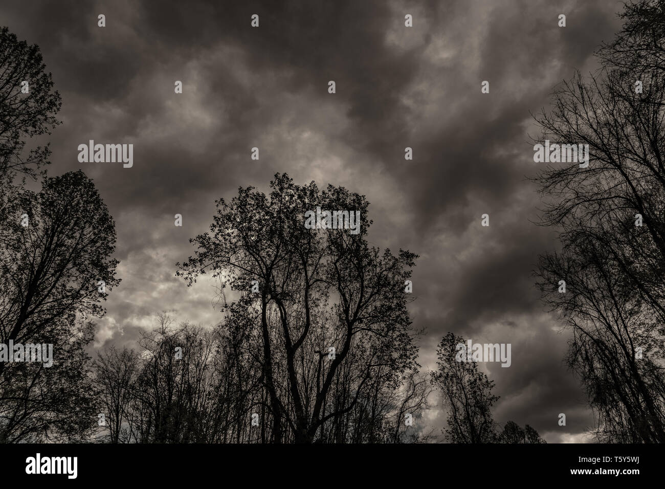 Printemps des arbres contre un ciel nuageux Banque D'Images