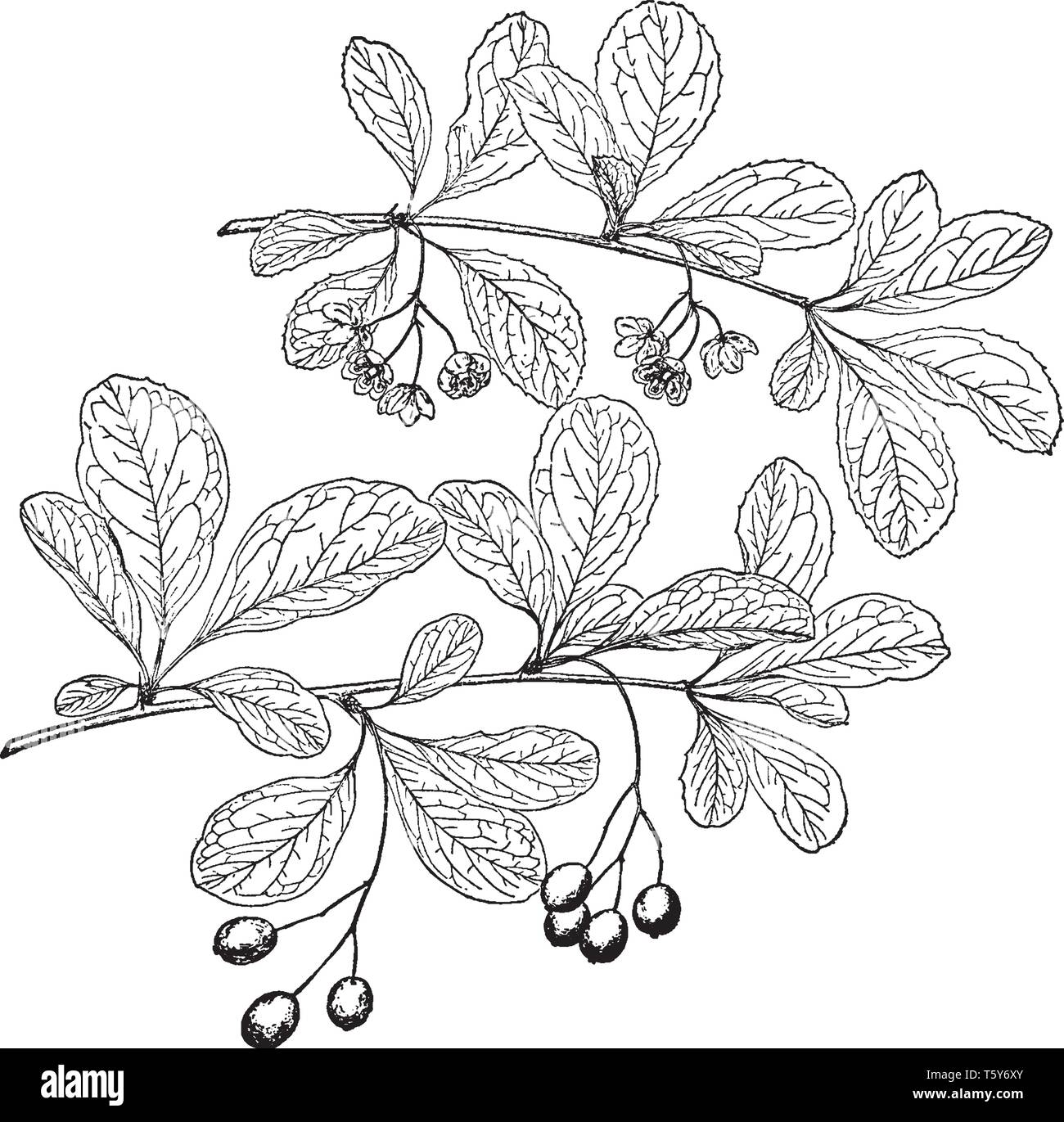 Le Berberis Heteropoda feuilles sont l'ensemble de la propagation, ils sont de forme ovale. Il y a quelques fruits et fleurs pendaison sur branch, vintage dessin ou e Illustration de Vecteur