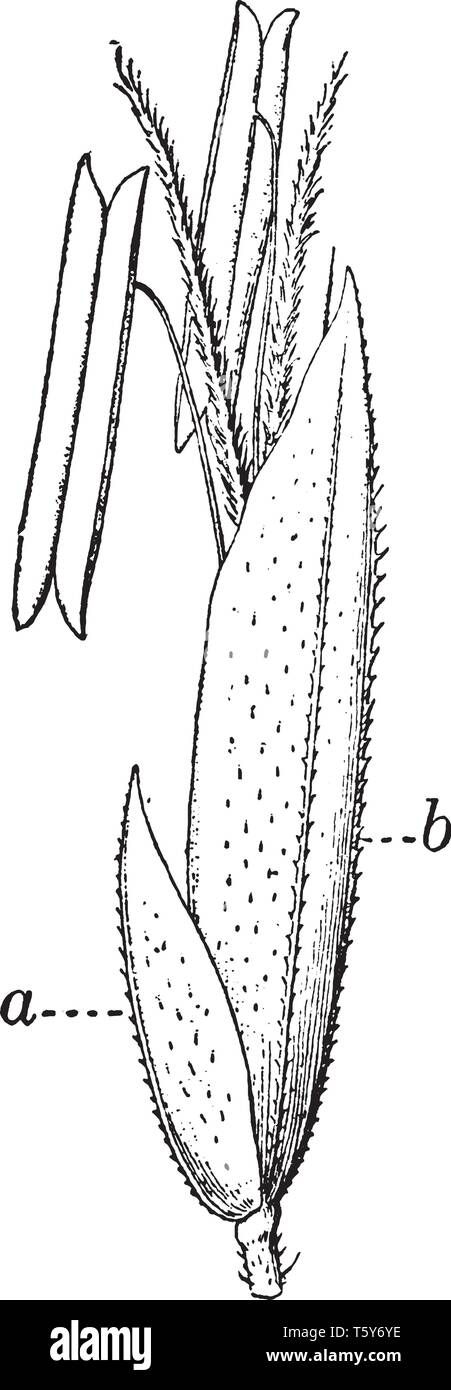 L'Herbe Vernal pousse en touffes et l'odeur est particulièrement forte quand séché, vintage dessin ou gravure illustration. Illustration de Vecteur