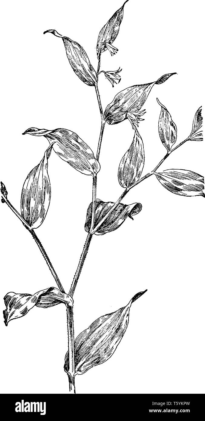 Streptopus roseus plantes ont la forme en zigzag avec autre temps indépendant large feuilles en forme de ovale et pointu. Les fleurs sont en forme de cloche, tirer la ligne vintage Illustration de Vecteur