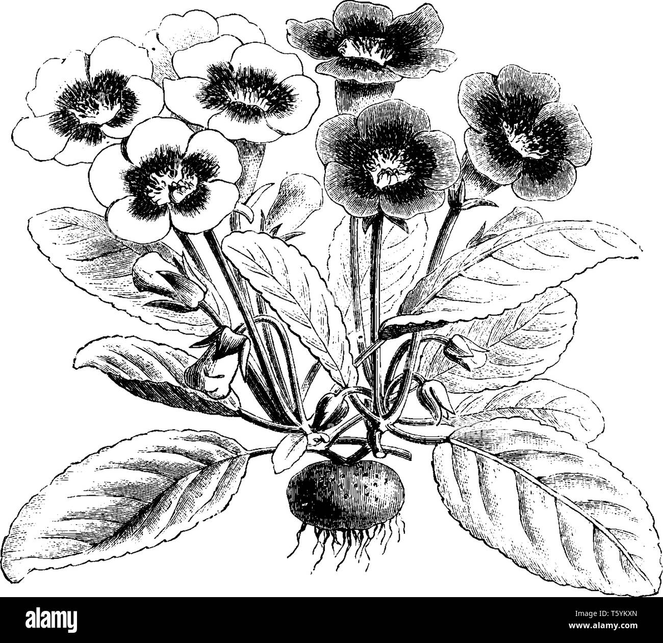 Cette figure est une sorte de nain de Gloxinia Diversiflora. Cette fleur est un hybride, qui est susceptible de provenir du jardin, vintage dessin Illustration de Vecteur