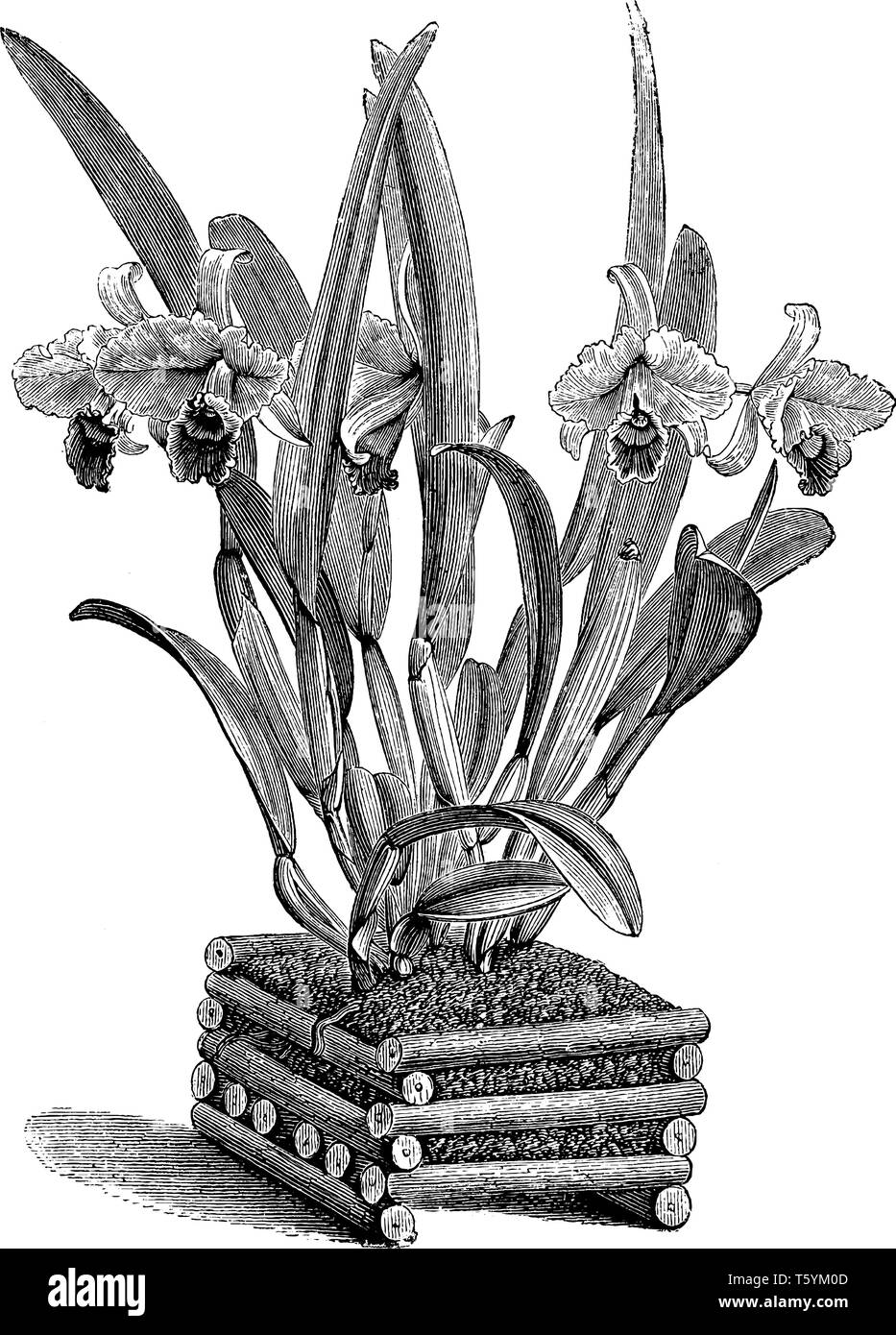 Cattleya trianae est connu sous le nom de l'orchidée de Noël. Les fleurs sont toxiques dans l'hiver, vintage dessin ou gravure illustration. Illustration de Vecteur