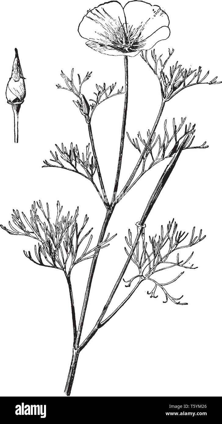 Escholzia Maritima est une espèce de plantes de la famille Papaveraceae, également connu sous le nom de pavot de Californie Eschscholzia californica, vintage ou lin Illustration de Vecteur