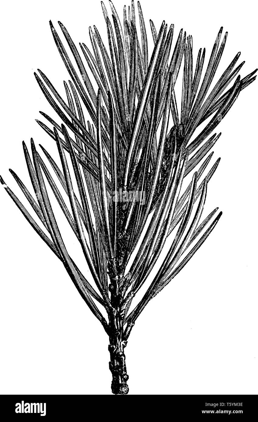 Pinus contorta Pin est une courte trouvés en Amérique du Nord. Les branches sont couvertes de racines courtes. Les feuilles sont vert clair et 1 à 2 en Illustration de Vecteur