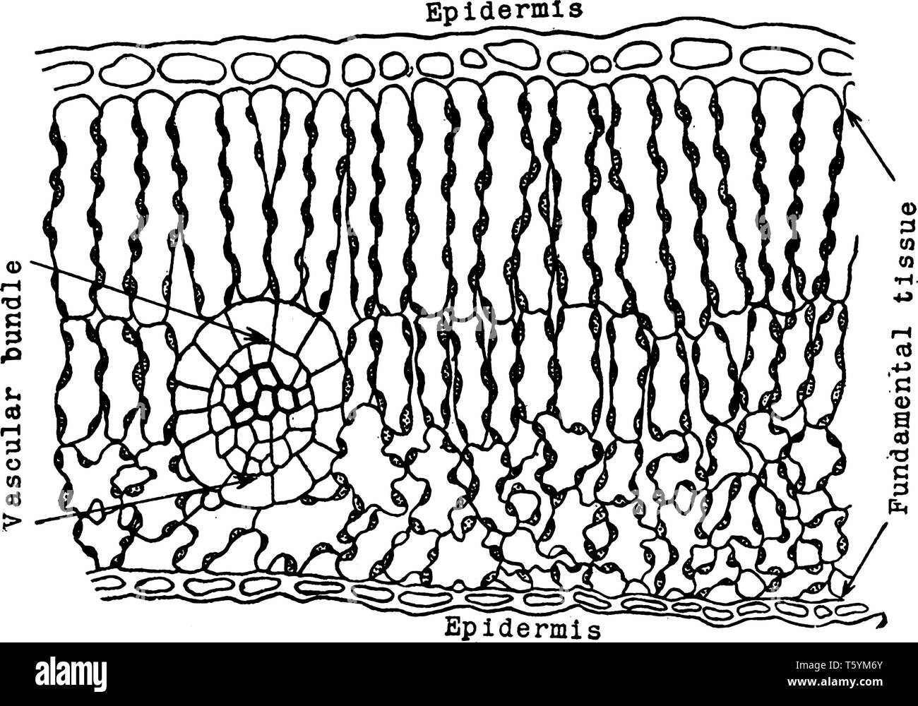 Cette photo montrant un tissus foliaires. Ce diagramme montre les tissus fondamentaux et vasculaire, vintage dessin ou gravure illustration. Illustration de Vecteur