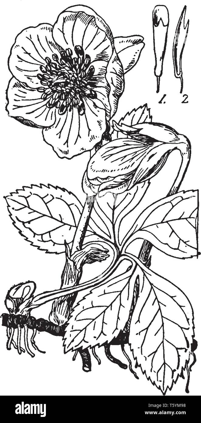 La grande télévision fleurs cultivées sur des tiges courtes de l'hiver et au début du printemps. Les pointes des pétales peut être rincé rose ou vert, et il y a un la promine Illustration de Vecteur