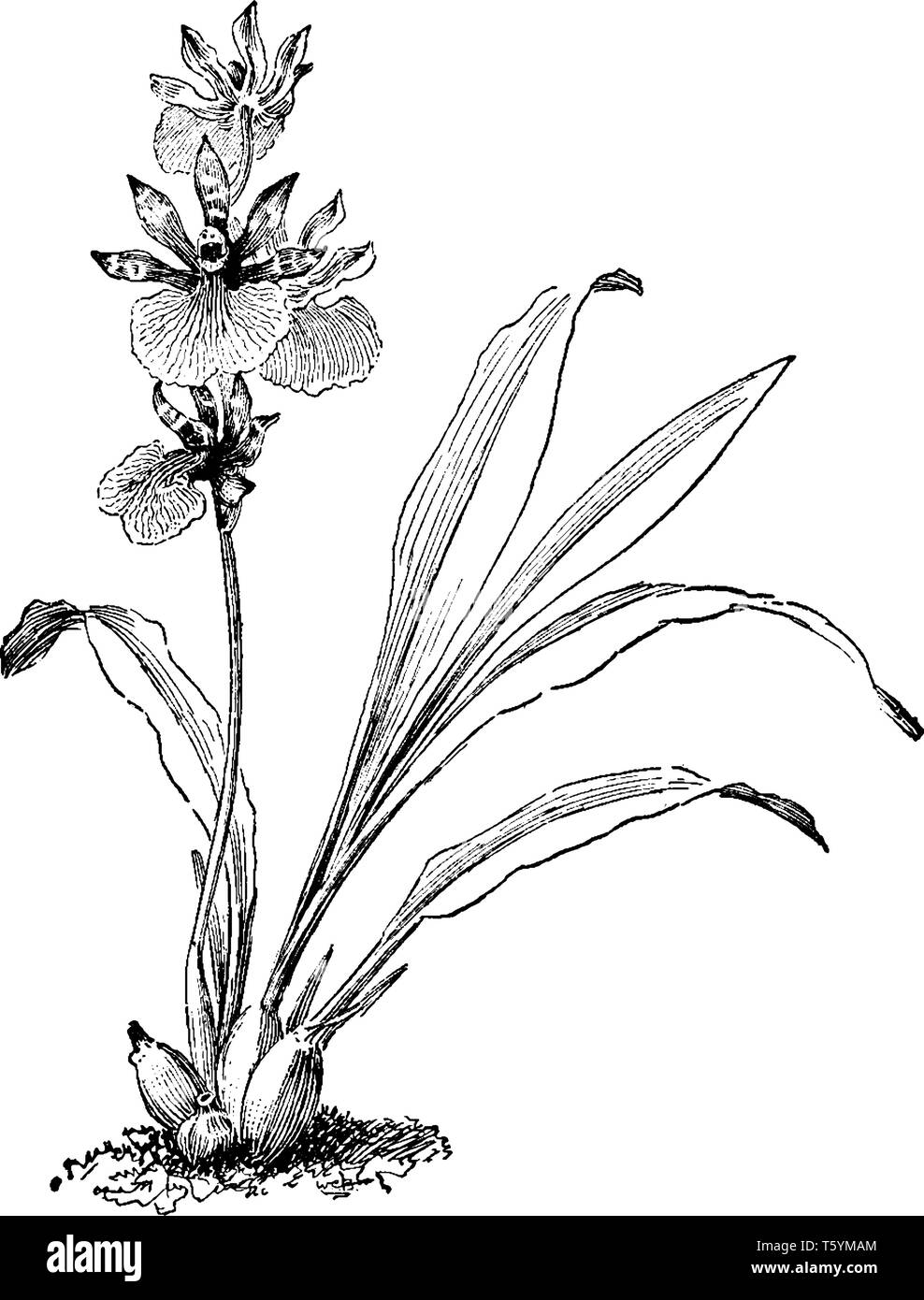 C'est fleur de Zygopetalum Machaii qui est liée à la famille des orchidées, vintage dessin ou gravure illustration. Illustration de Vecteur