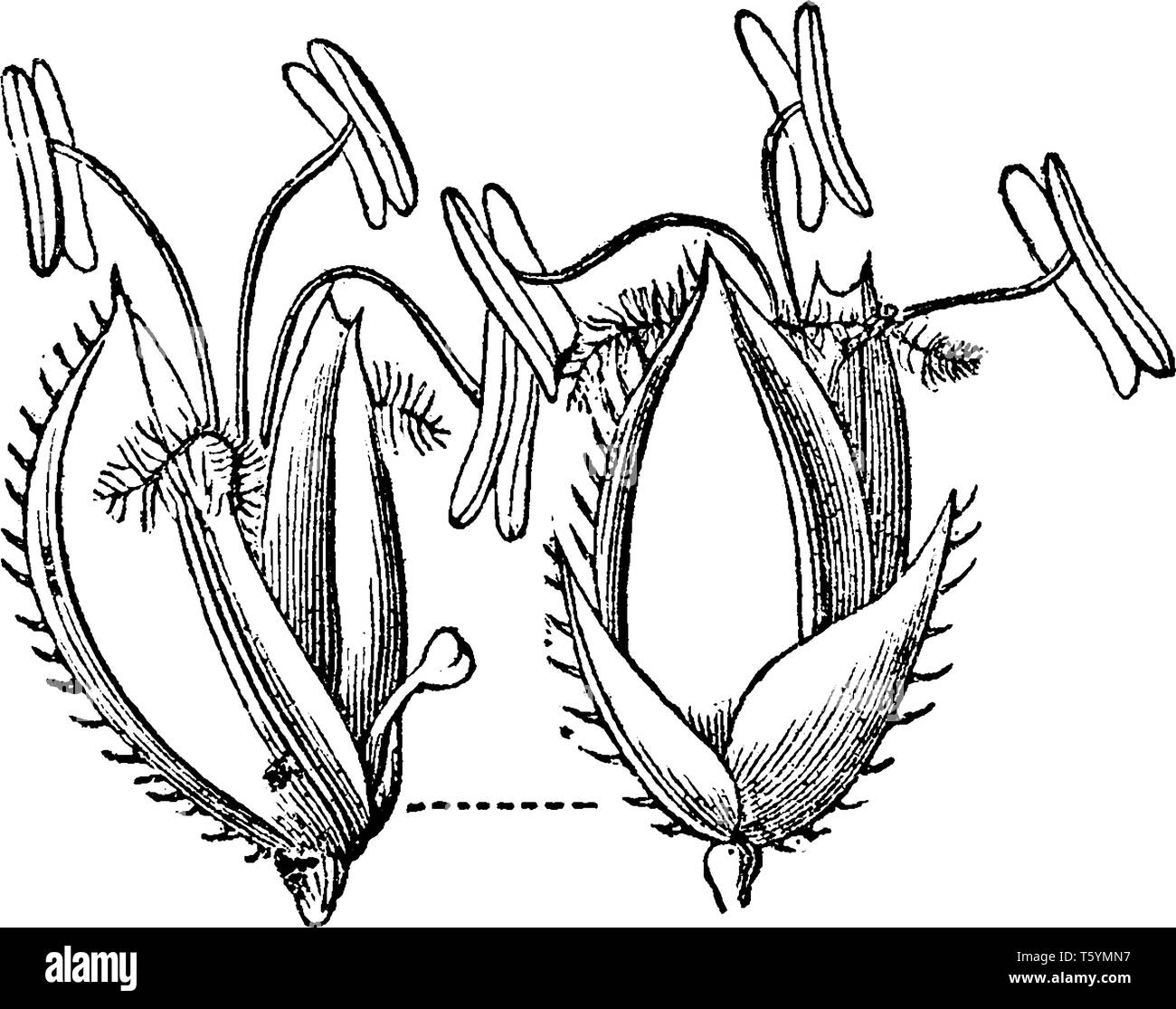 Cynodon est aussi une importante espèce de gazon pour terrains de sport, parcs et parcours de golf, vintage dessin ou gravure illustration. Illustration de Vecteur