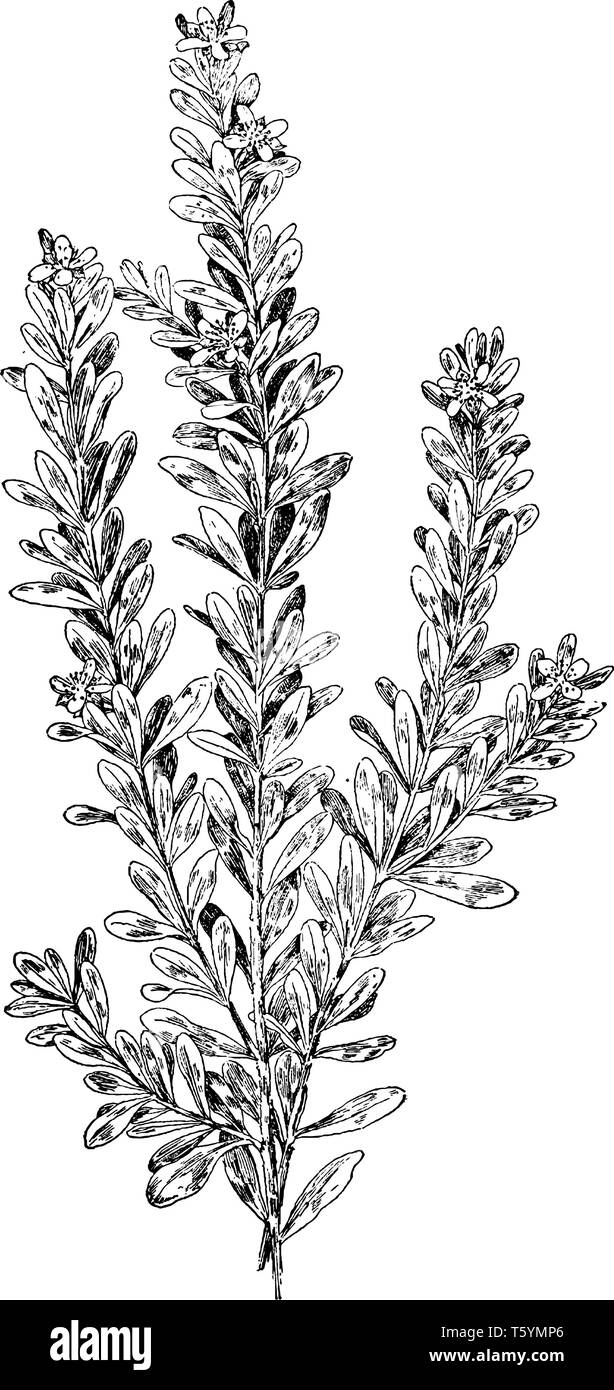 Une photo montre la croix de saint André Plante. Il est également appelé comme Ascyrum hypericoides. Il appartient à Hypericaceae. C'est un type d'arbuste et multi-stemm Illustration de Vecteur