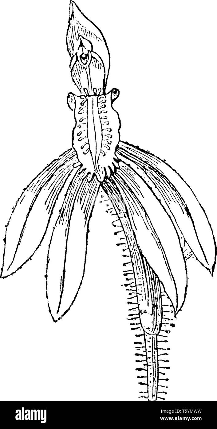Orchidée Caladenia plantes ont une douce poilue feuilles et l'inflorescence est une course dans laquelle les fleurs de 1 à 8 fleur, vintage line dr Illustration de Vecteur