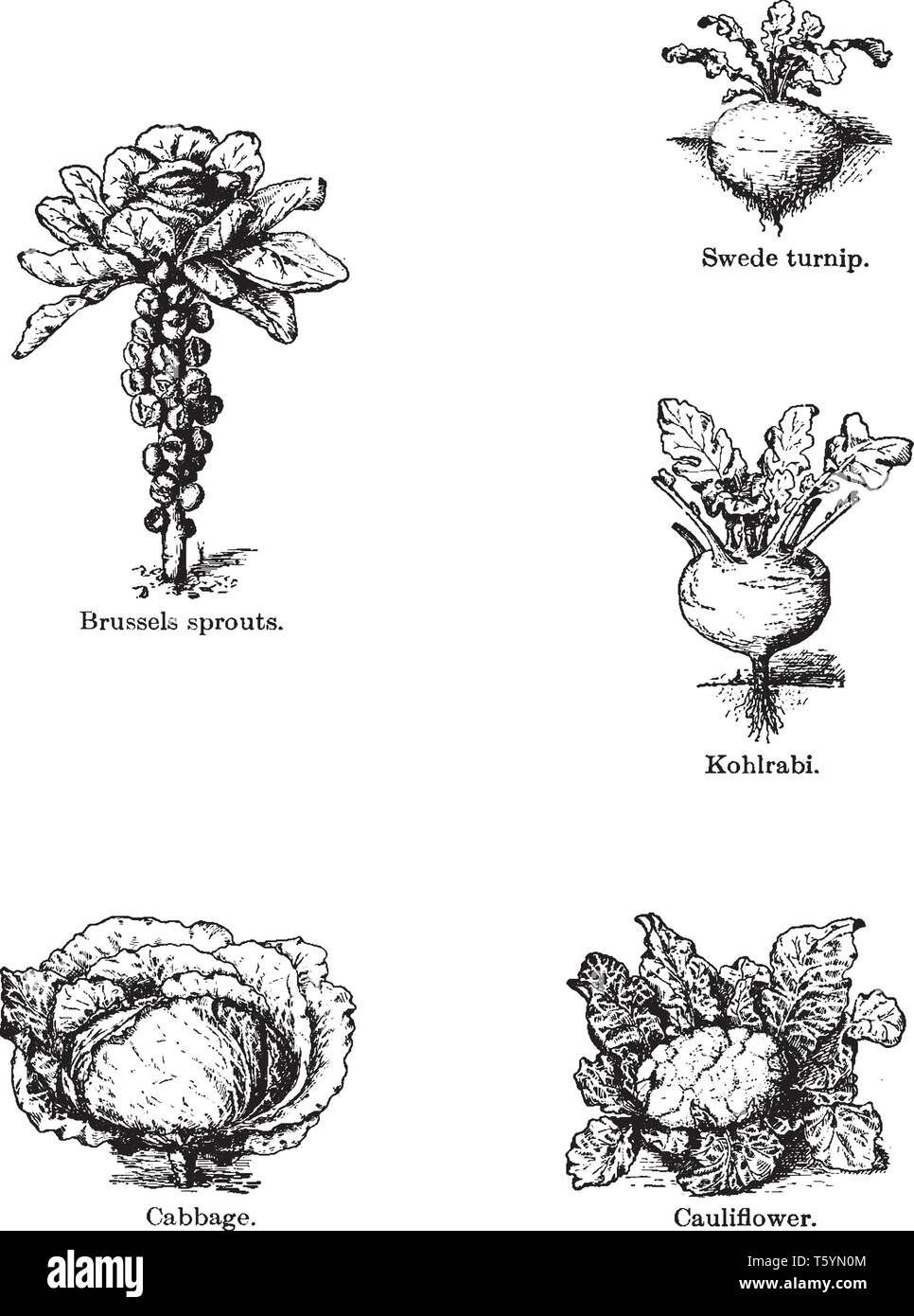 La figure montre les plants de chou. Choux de Bruxelles plante a des feuilles de fleurs à son sommet. Les petites graines sphériques sont présents sur la tige et le chou Illustration de Vecteur