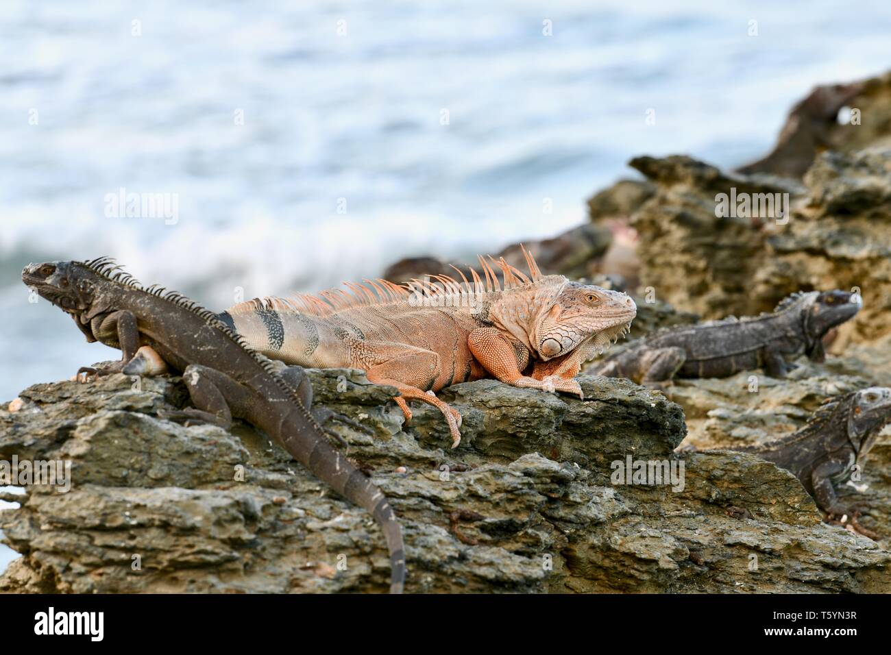 Iguana trouvés à Sainte-Croix, Îles Vierges Américaines Banque D'Images