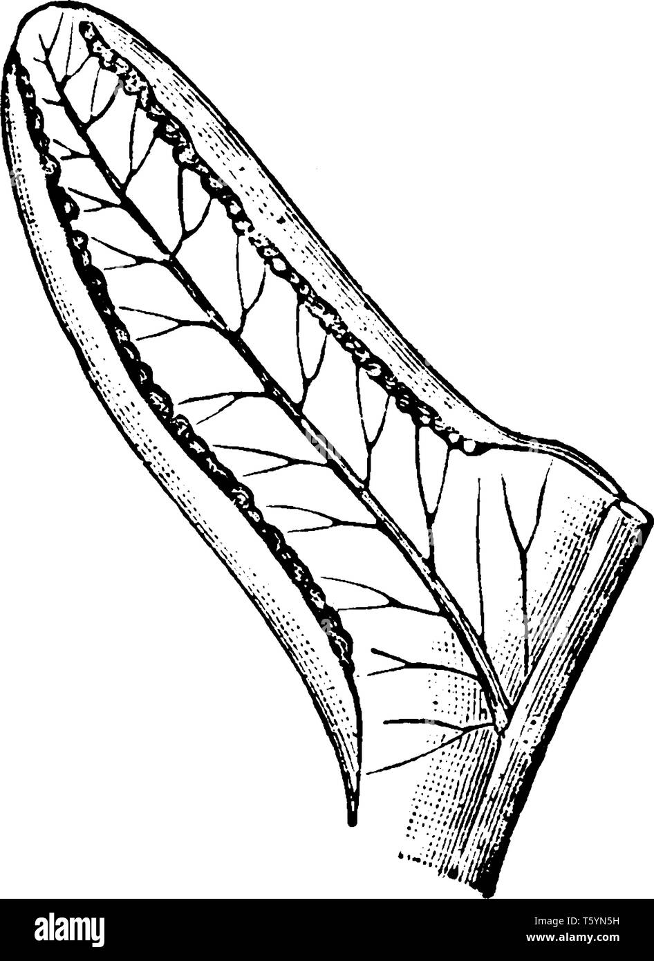 Une photo de Pinnule de Pteris qui montre des veines et sori, vintage dessin ou gravure illustration. Illustration de Vecteur