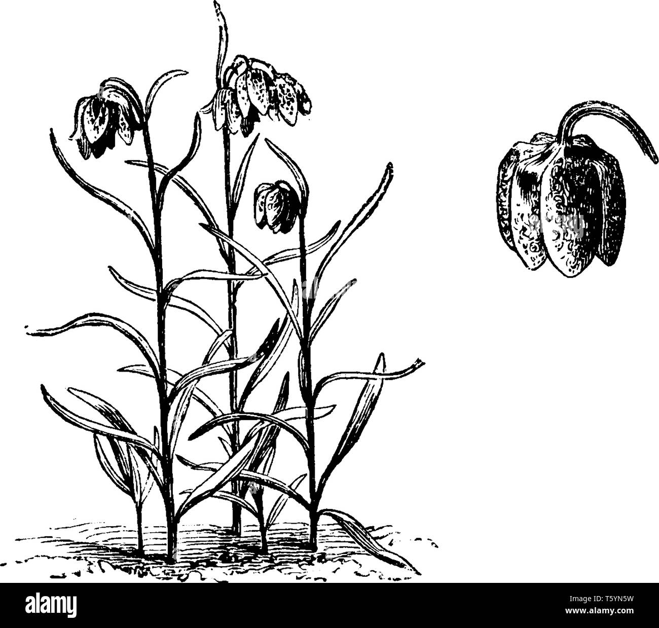 Fritillariia Meleagris est une fleur en forme de cloche dans les tons de marron et carreaux violet rougeâtre ou blanc dangle de délicate, vintage ou dessin de ligne Illustration de Vecteur