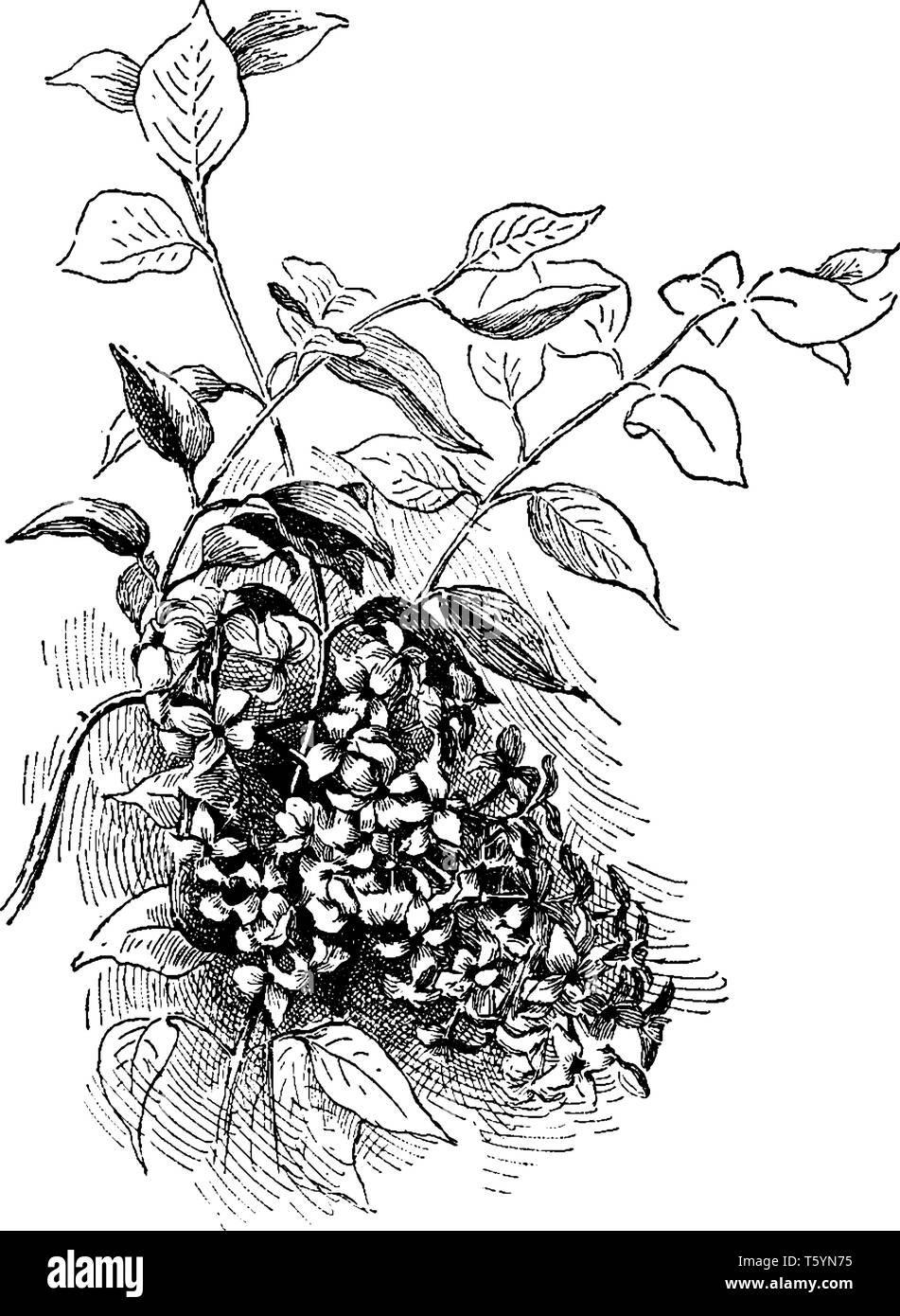 Syringa Persica plante a très belle fleur mauve et feuilles d'une taille normale avec couleur vert foncé, dessin de ligne vintage ou engravi Illustration de Vecteur