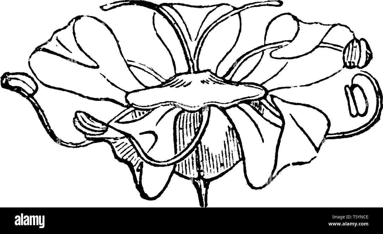 Une photo montre une fleur d'une espèce d'Angelica. L'Angélique est une plante de la famille des Apiacées, vintage dessin ou gravure il Illustration de Vecteur