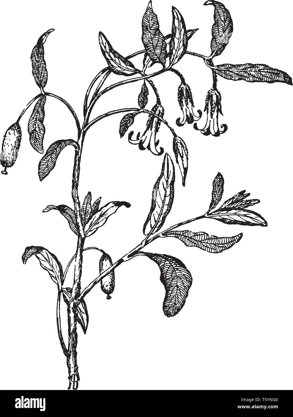 Une photo de Billardiera Scandens. Il s'est répandu dans de petits arbustes. Fleurs en forme de cloche et les feuilles sont étroites, ovale vintage dessin ou gravure illustra Illustration de Vecteur