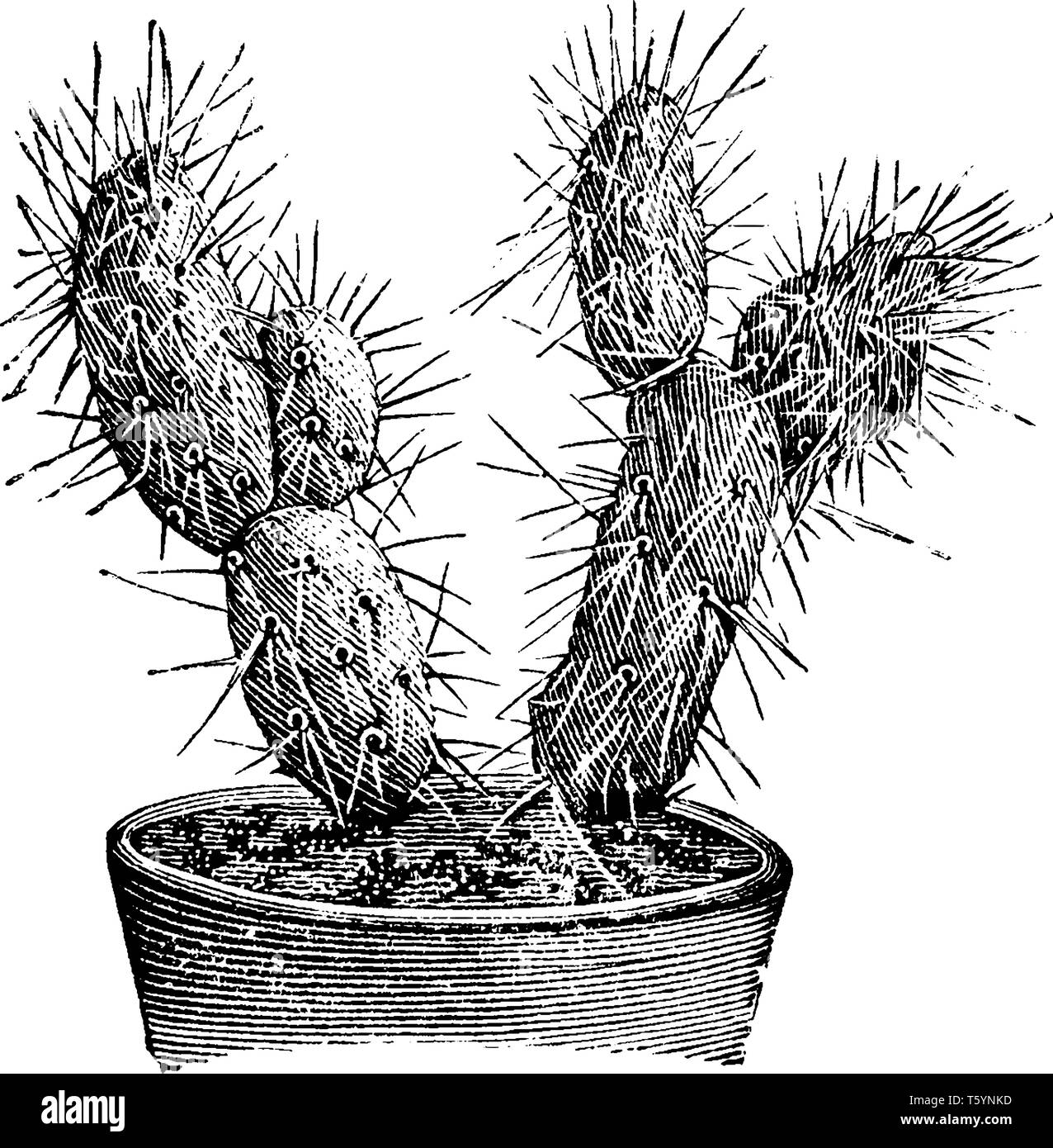 Une photo montrant la direction de Optunia Platyacantha qui est une variété de figuier de barbarie. Cette plante a une basse tige ramifiée, vintage ou dessin de ligne Illustration de Vecteur
