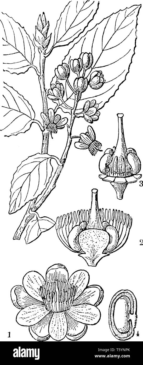 Cette photo montre un processus de germination d'une graine, vintage dessin ou gravure illustration. Illustration de Vecteur